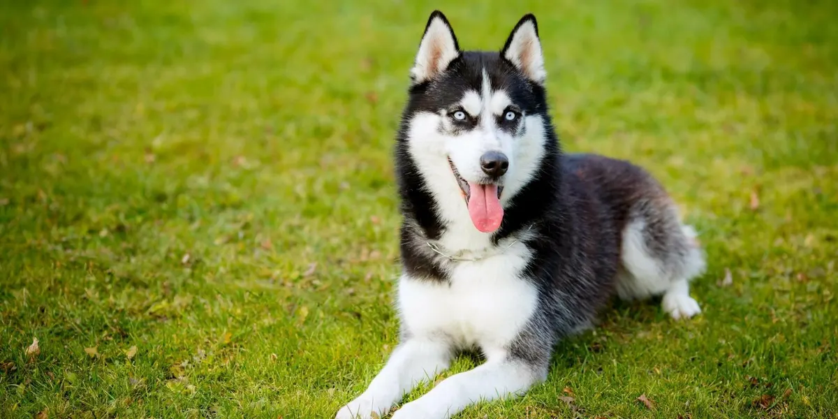 «Хаскі мама» без хаскі: історія блогерки з Тернопільщини, яка зібрала мільйон у TikTok