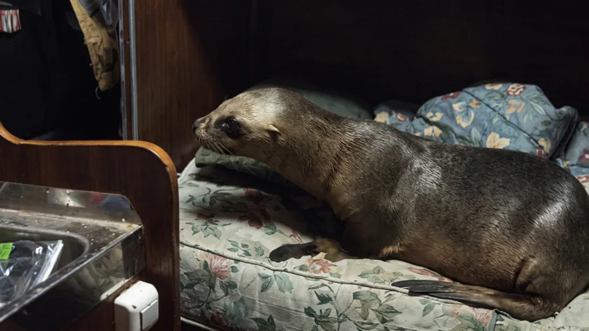 Морський лев захопив каюту рибалок в Аргентині та заснув: відео стало вірусним