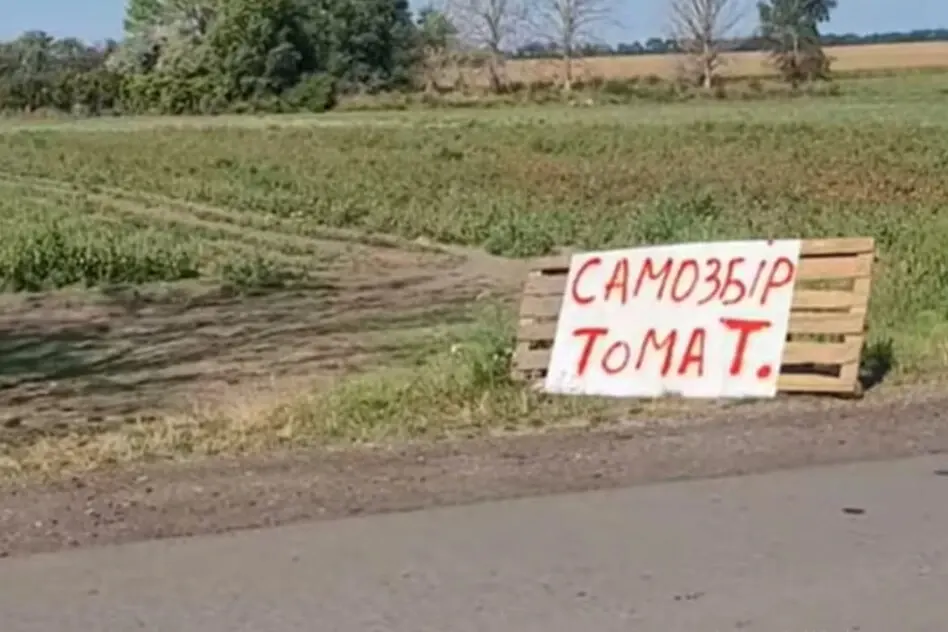 Самозбір томатів на Полтавщині: як фермер перетворив надлишок врожаю на TikTok-феномен