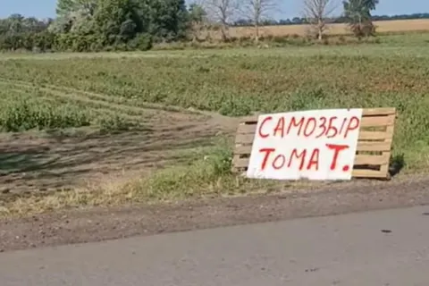 Самозбір томатів на Полтавщині: як фермер перетворив надлишок врожаю на TikTok-ф